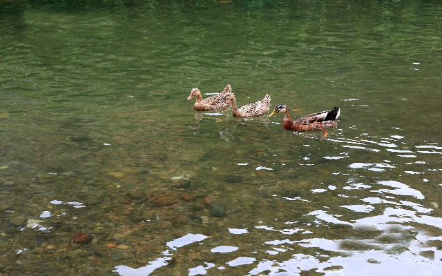 花呗循环套现_花呗商家不让收款了吗