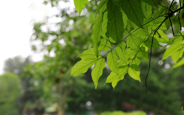 怎样提升商家花呗收款率_如何把花呗提现到余额宝