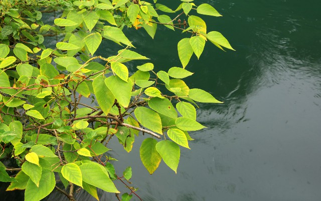 花呗如何转到银行卡里面_徐州抖音月付套现