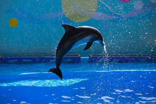 南京可以用抖音月付的商家_羊小咩享花卡套现秒到方法