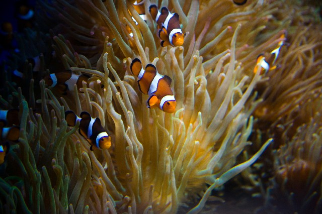 商家决定花呗分期_白条微信提现利息