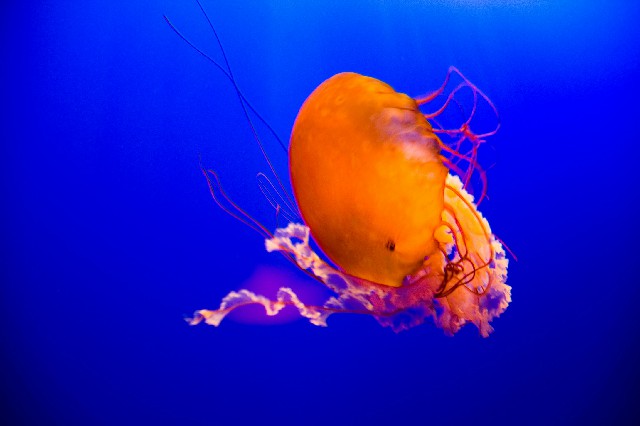 商家花呗封号_花呗信用购成功取现