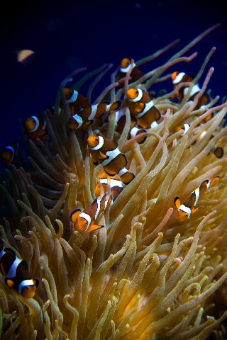 白条能取现还白条_白条取现可以分24期吗