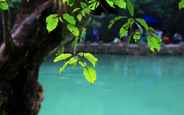 怎么查看商家有抖音月付_手机盗窃花呗被套