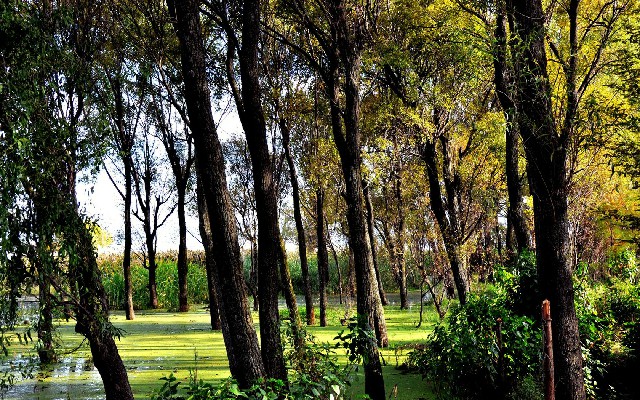 花呗商家损失多少_白条提现合法手续费多少