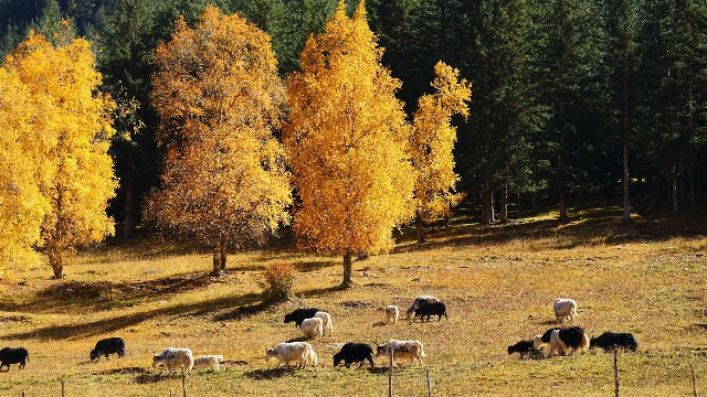 阿牛花呗套现_淘宝商家关闭花呗收款码