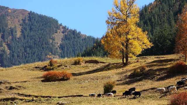 羊小咩出库可以追回吗_花呗商家挂靠