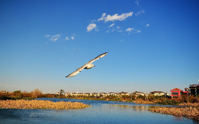 商家花呗付款限制_白条额度取出教程