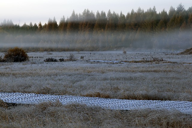 怎样开微信支付宝花呗_微信小鹅花呗