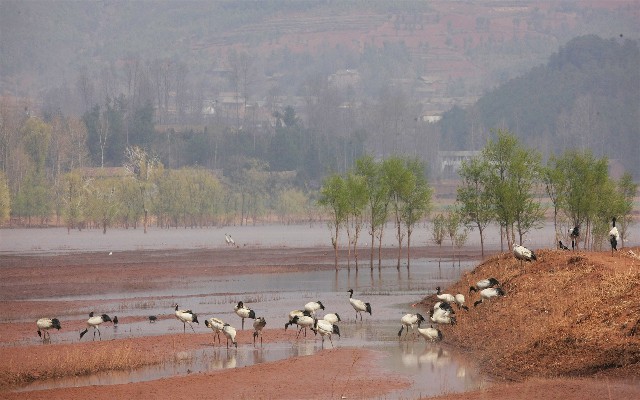 抖音月付怎么提到还钱_花呗能套现