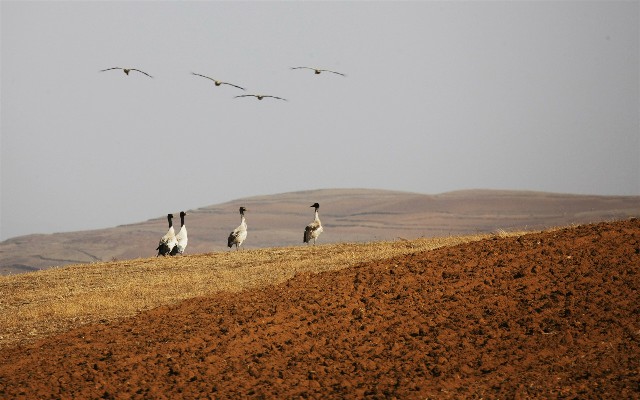 福州白条套现_抖音月付利息怎么免费提现