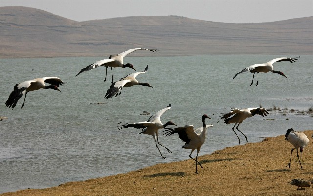 拿微信还花呗_花呗的钱能全部套出来吗