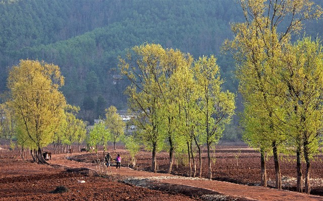白条商家食品_白条取现钱到哪里