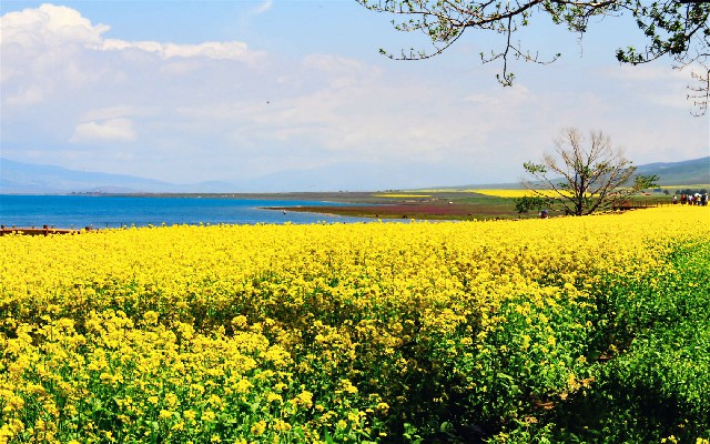 羊小咩容易出额度吗_花呗150套多了